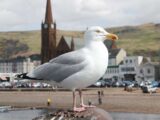 A seagull perched on the pier at Largs