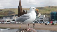 A seagull perched on the pier at Largs