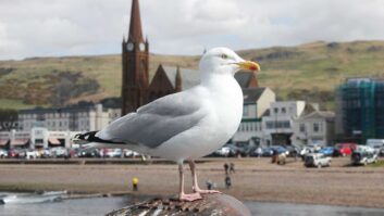 A seagull perched on the pier at Largs