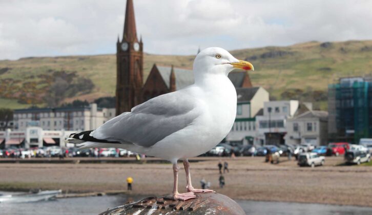 A seagull perched on the pier at Largs