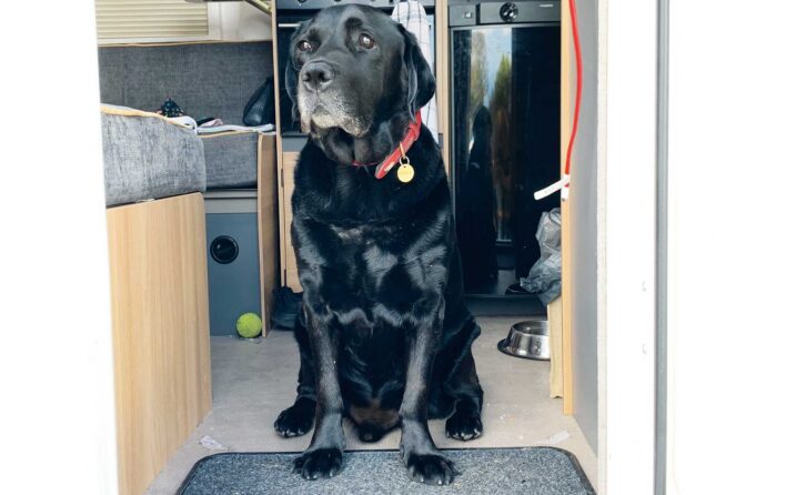 A dog sitting in the doorway of a motorhome